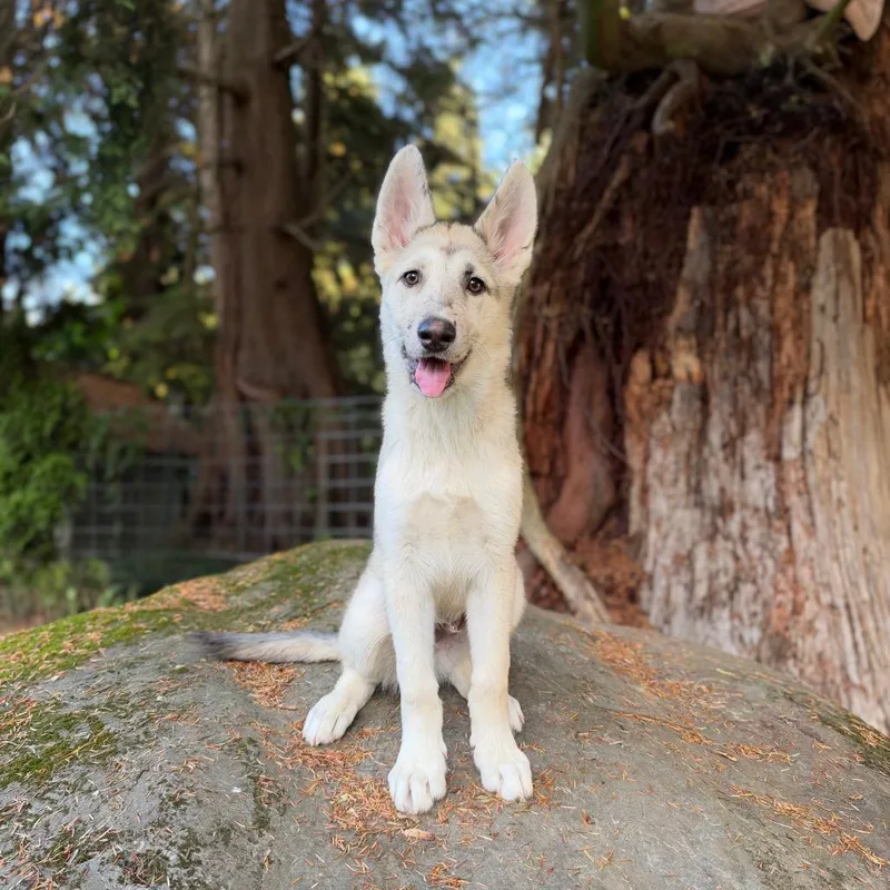 A baby large-sized male White / Cream Shepherd dog named Uno for adoption in Bellingham, WA