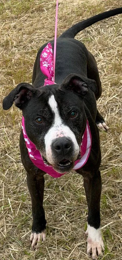 An adult medium-sized female Pit Bull Terrier dog named Amaya for adoption in Tarboro, NC