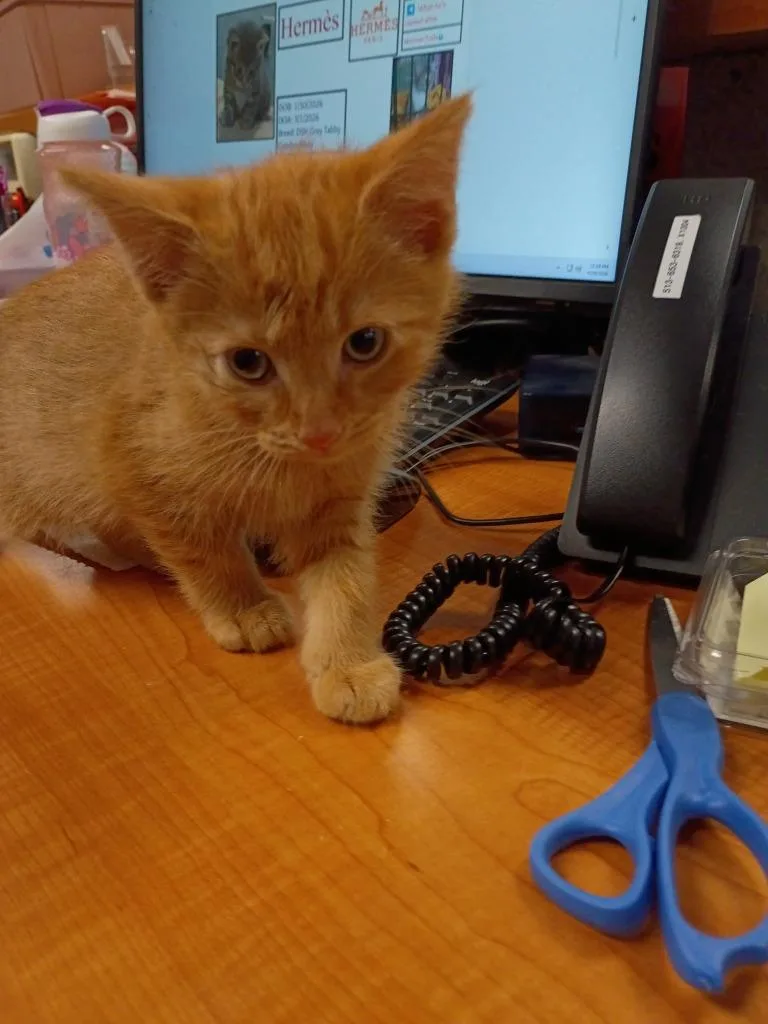 A baby medium-sized male Domestic Short Hair cat named Sunny for adoption in Hamilton, OH