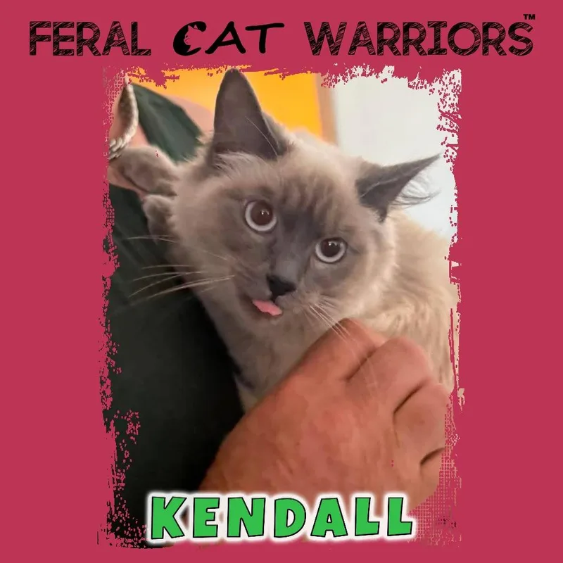 A young medium-sized female Lilac Point Siamese cat named Kendall for adoption in Kingman, AZ