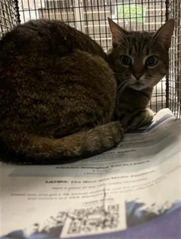 An adult small-sized female Domestic Short Hair cat named Oreo for adoption in Van Nuys, CA