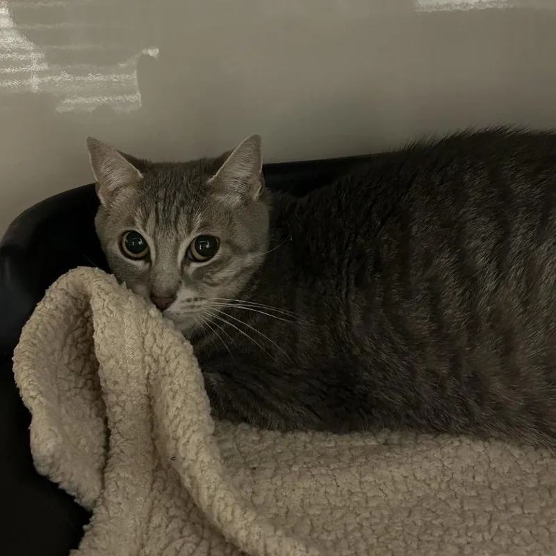 An adult medium-sized female Gray / Blue / Silver Domestic Short Hair cat named Weather for adoption in Watertown, NY