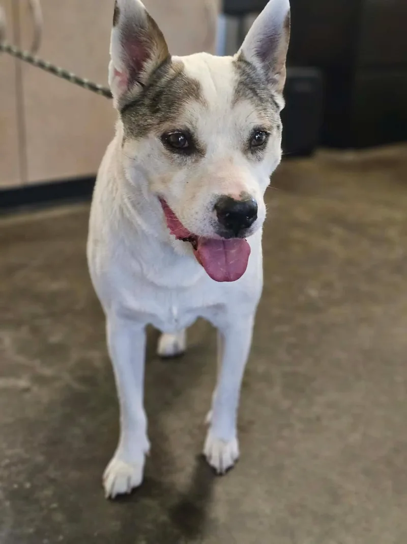 A senior large-sized male Pit Bull Terrier dog named Found stray: Bayou for adoption in Rockwall, TX