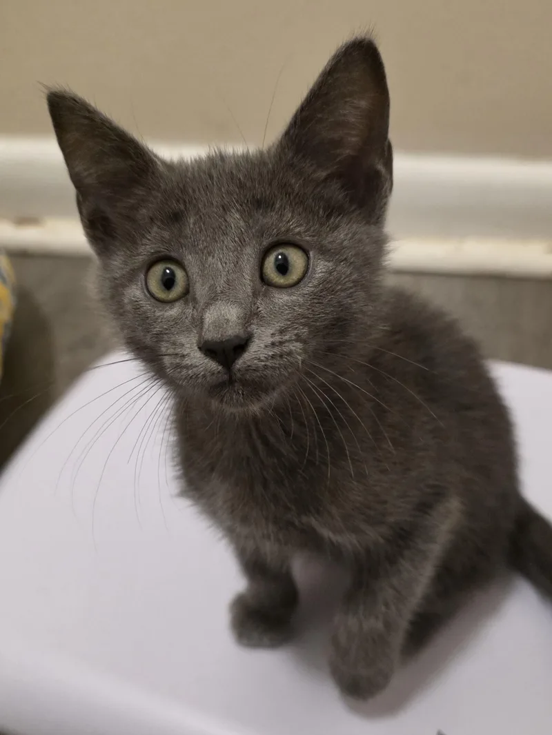 A baby medium-sized female Gray / Blue / Silver Russian Blue cat named Noelani for adoption in Johnson City, TN