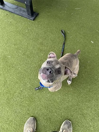 An adult large-sized male Mixed Breed dog named Bobby for adoption in West Chester, PA