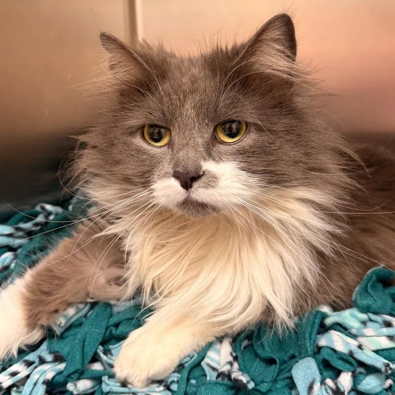 An adult large-sized female Gray / Blue / Silver Domestic Medium Hair cat named Sylvie for adoption in Evansville, IN