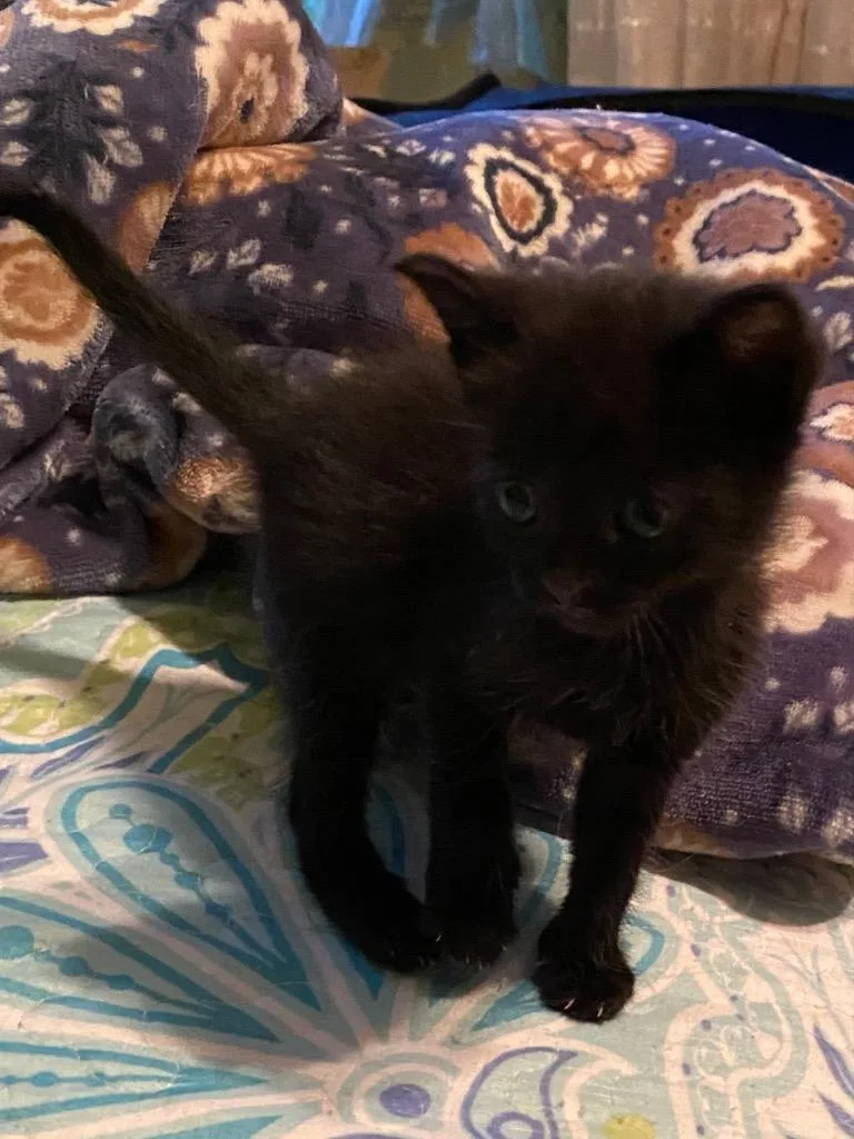 A baby small-sized female Domestic Short Hair cat named Truffle for adoption in San Antonio, TX