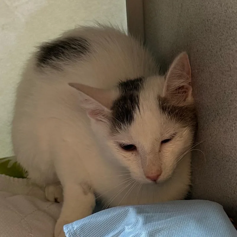 An adult small-sized female White Domestic Short Hair cat named Star for adoption in Quakertown, PA