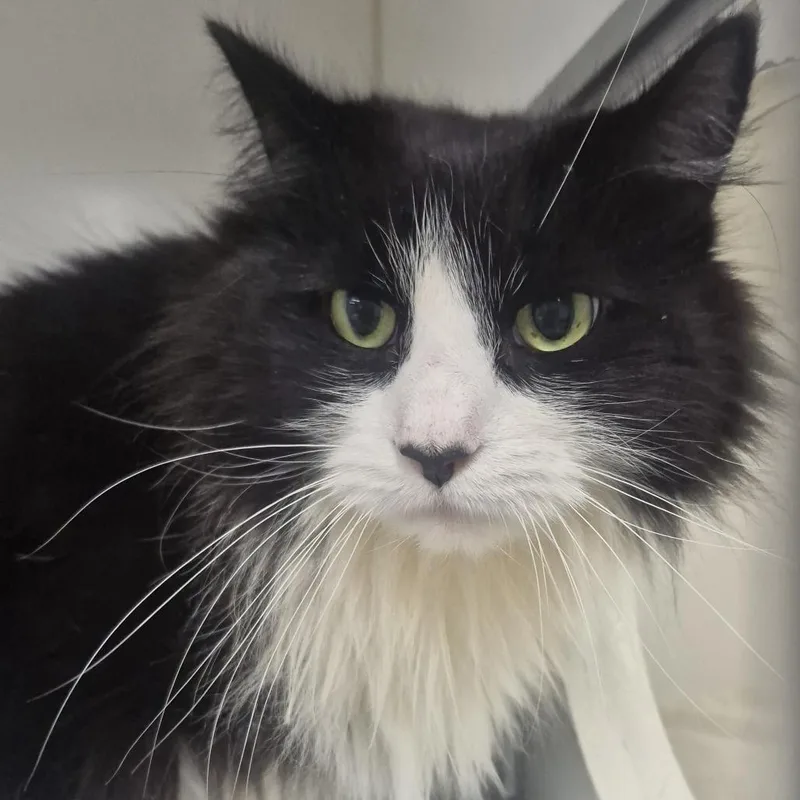An adult large-sized male Black Domestic Long Hair cat named Taro for adoption in Newark, NJ