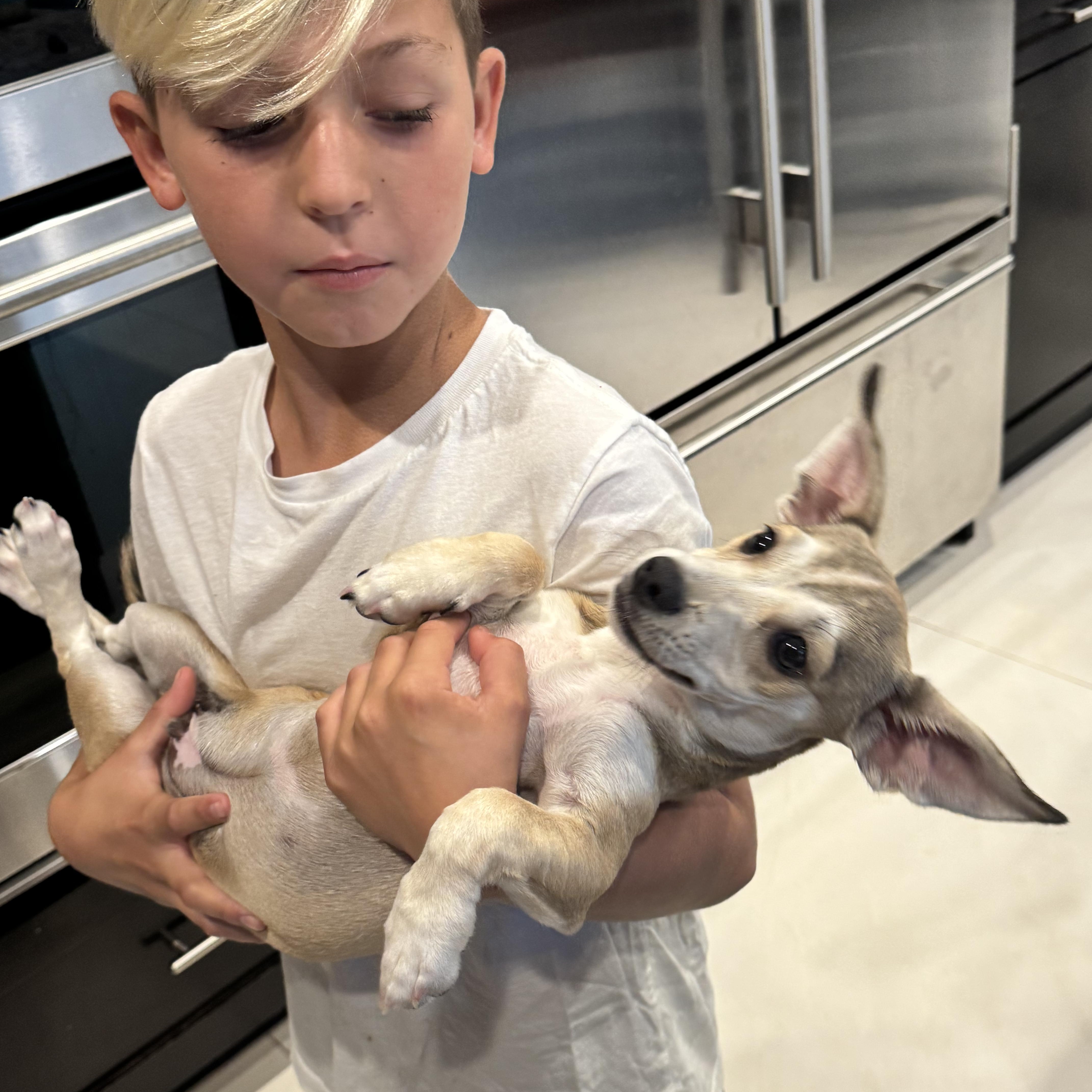 A baby small-sized male Dachshund dog named Ryder for adoption in San Diego, CA