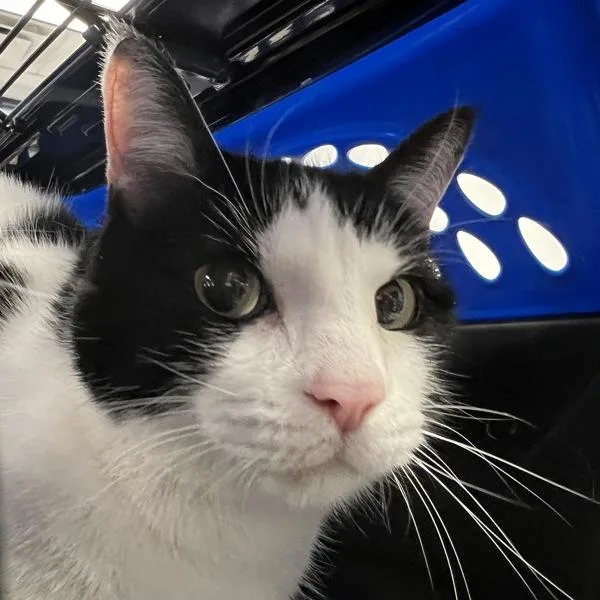 A senior medium-sized female Domestic Short Hair cat named Yui for adoption in Des Moines, IA