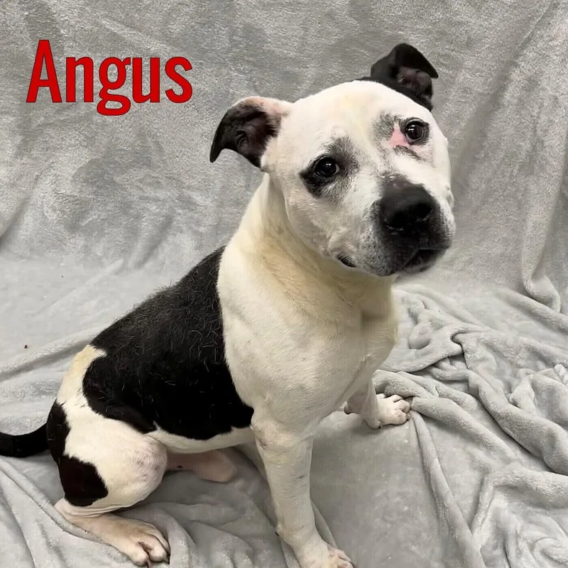 An adult medium-sized male White / Cream American Bully dog named Angus for adoption in Pleasantville, NJ