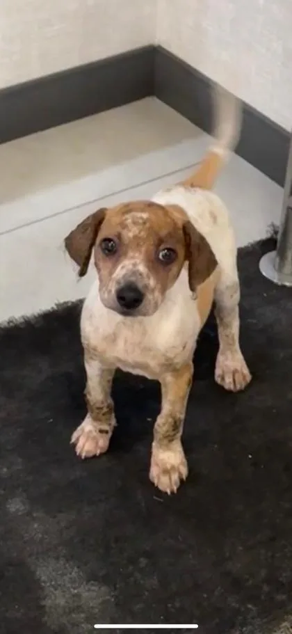A baby small-sized female Mixed Breed dog named Nyra for adoption in Port Allen, LA