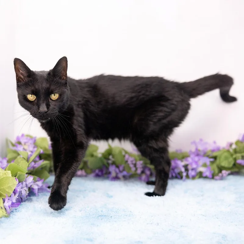 A senior medium-sized female Black Domestic Short Hair cat named Yuri for adoption in Durham, NC