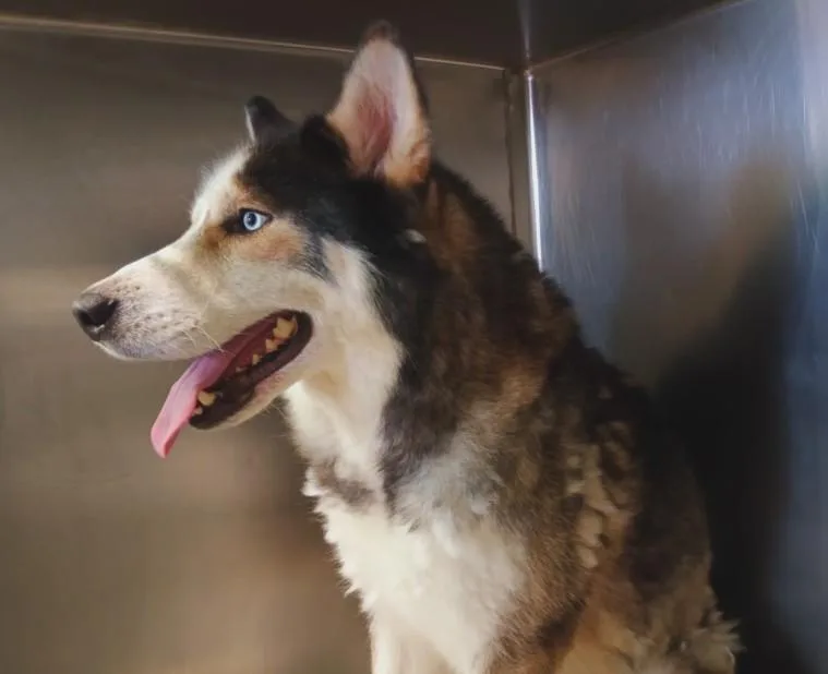 An adult large-sized male Siberian Husky dog named Lester for adoption in Los Angeles, CA