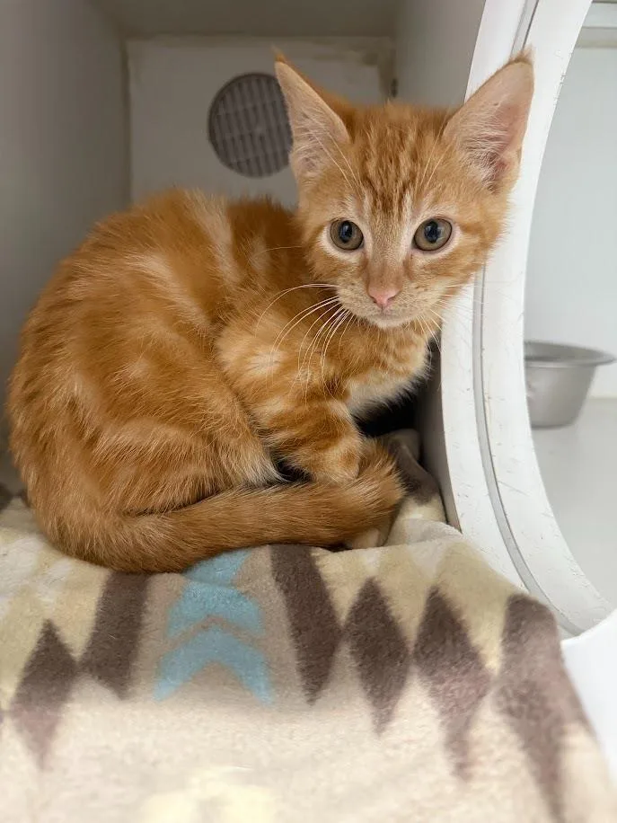 A young small-sized male Domestic Short Hair cat named Hot Wing for adoption in Sapulpa, OK