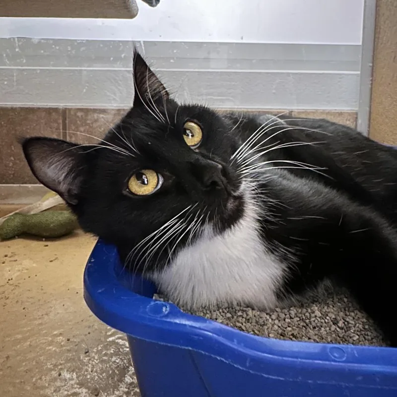 A young medium-sized female Black Domestic Short Hair cat named Fairy for adoption in Spokane, WA