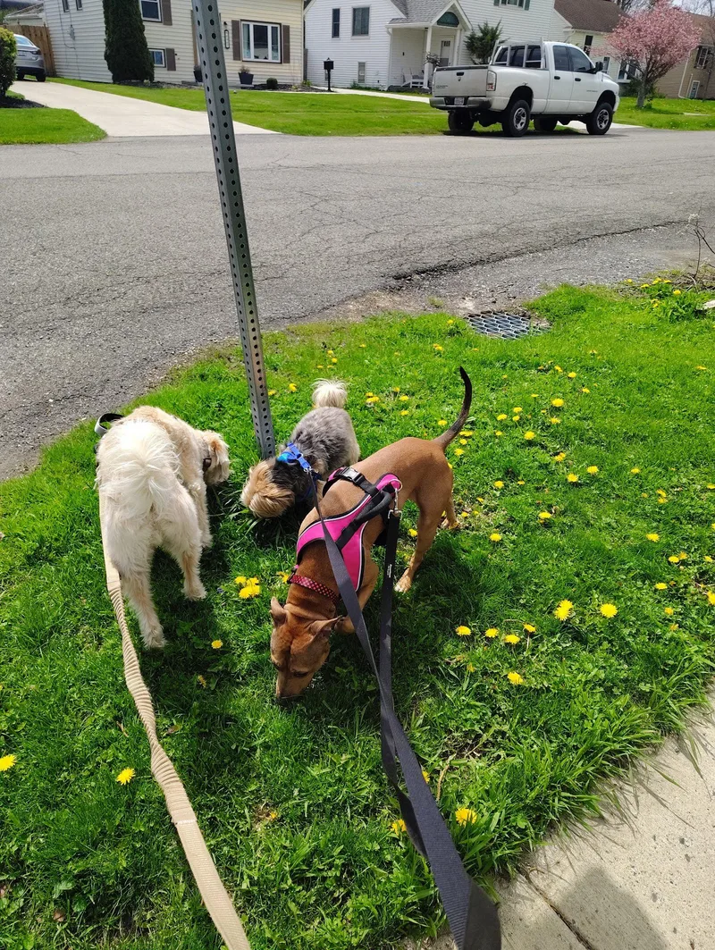 An adult medium-sized female Red / Chestnut / Orange Mixed Breed dog named Kesha for adoption in Derby, NY