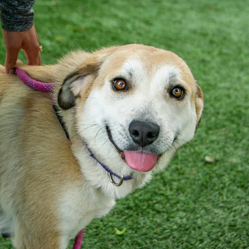 An adult large-sized female Yellow / Tan / Blond / Fawn Mixed Breed dog named Phoebe for adoption in Saint Charles, MO