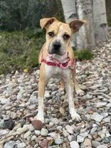 A young small-sized female Shar-Pei dog named Leah for adoption in Eagle, CO