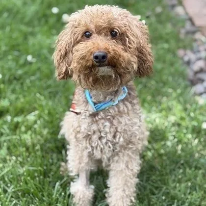 A young small-sized male Brown / Chocolate Miniature Poodle dog named Kash for adoption in Tinley Park, IL