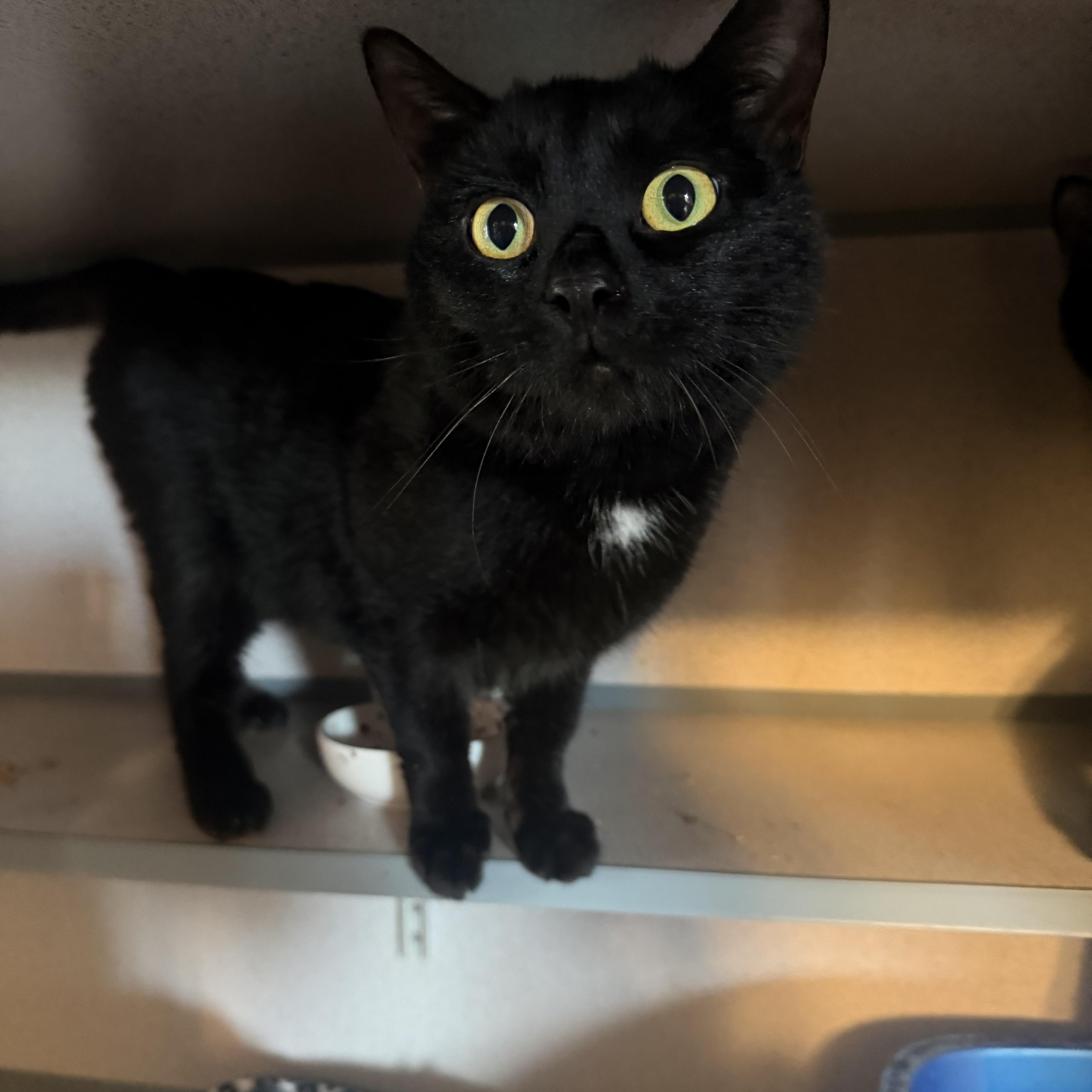 A young large-sized male Black Domestic Short Hair cat named Bernie for adoption in Hudson, NY