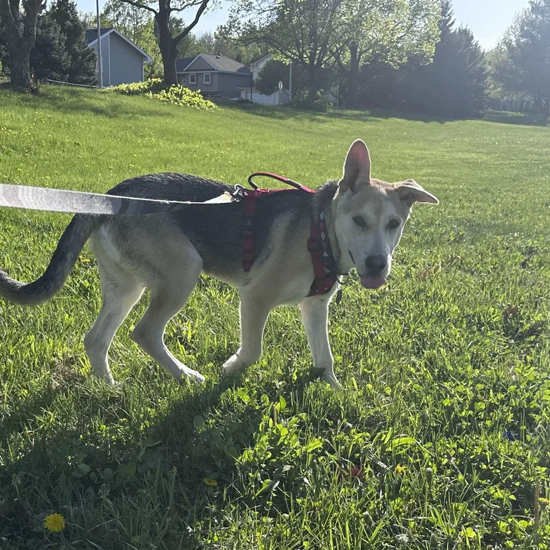 Dash thumbnail 3