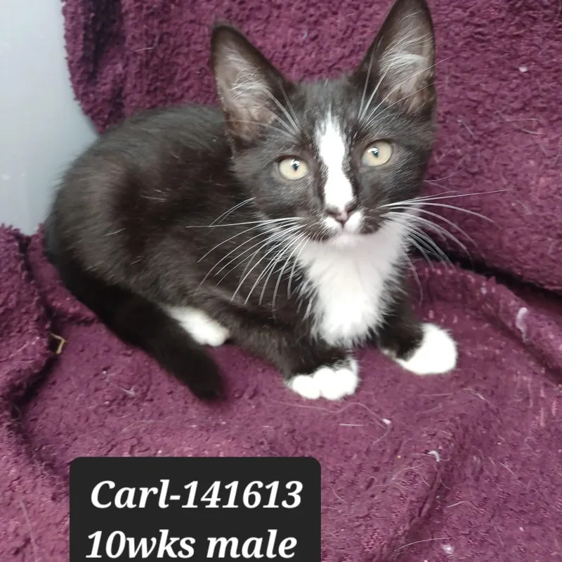 A baby small-sized male Domestic Short Hair cat named Carl for adoption in New Tazewell, TN