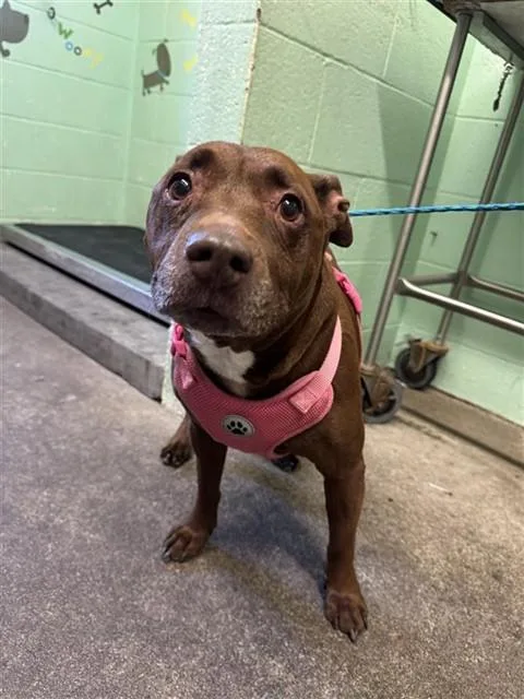 An adult medium-sized female Pit Bull Terrier dog named Reese for adoption in Sacramento, CA