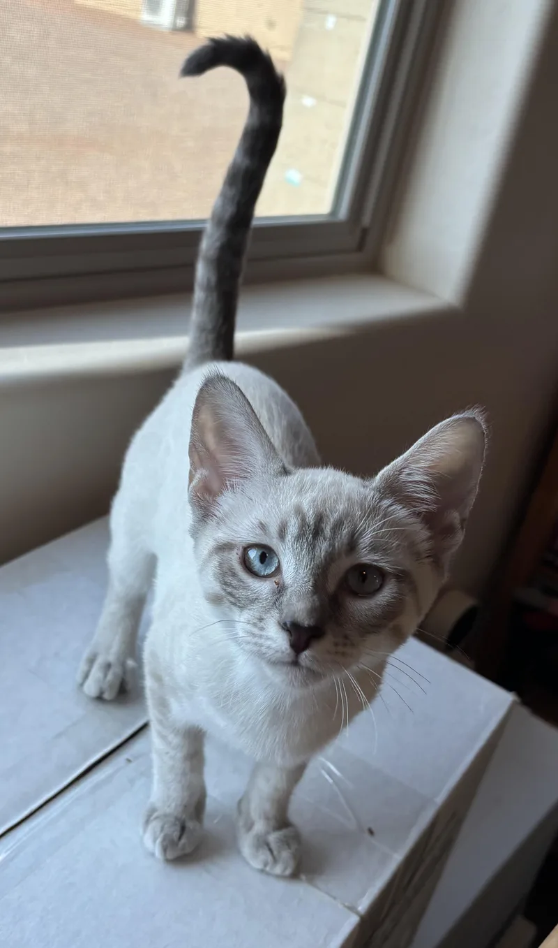 A young medium-sized female Buff & White Domestic Short Hair cat named Duchess for adoption in Sierra Vista, AZ