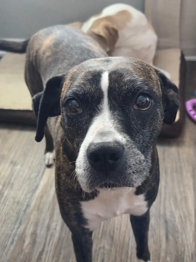 A senior medium-sized female Boxer dog named Roxy for adoption in Saint Augustine, FL