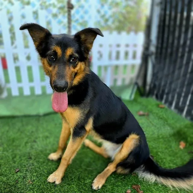 An adult large-sized female German Shepherd Dog dog named Poppy for adoption in Long Beach, CA