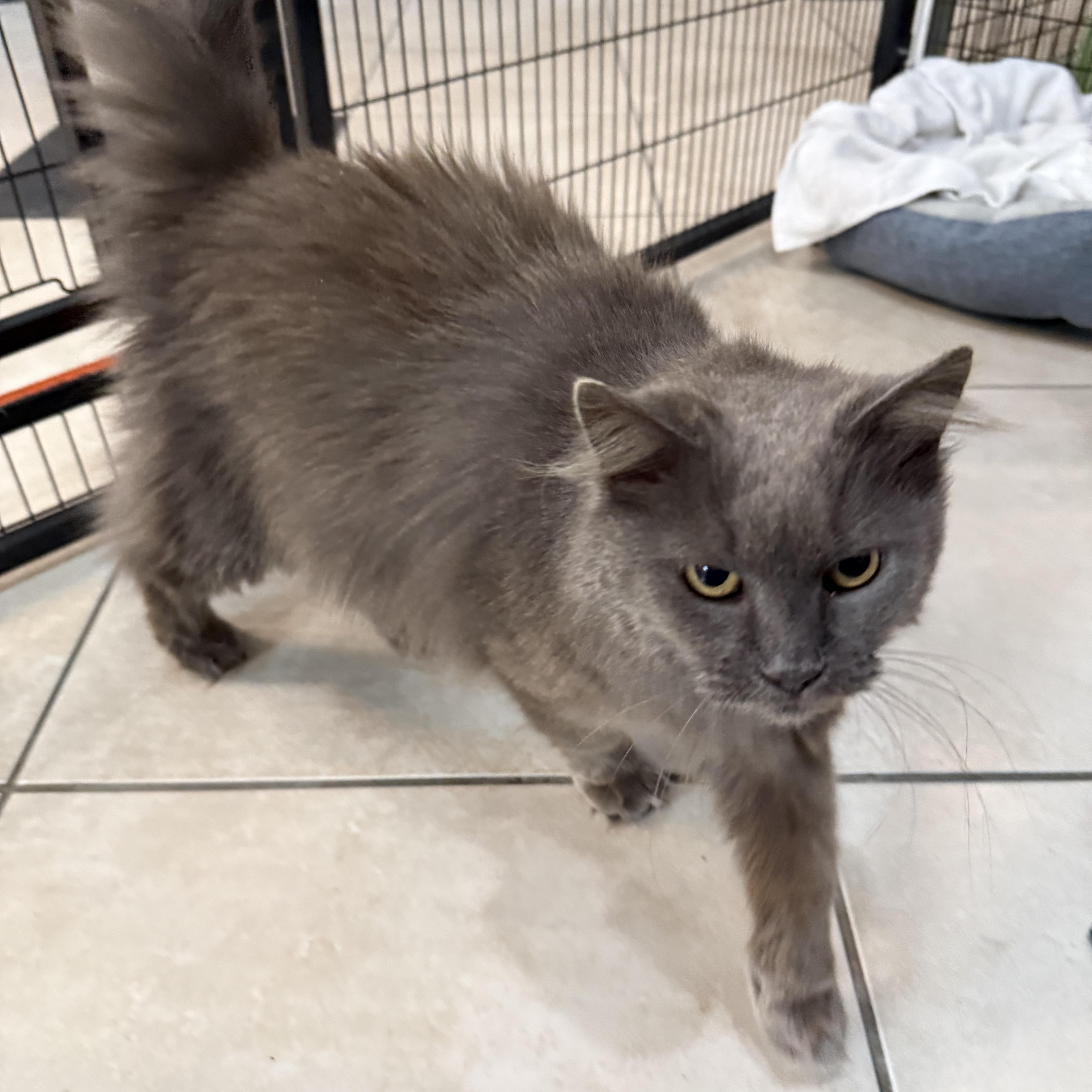 An adult medium-sized female Domestic Long Hair cat named Chloe for adoption in Plymouth, MA