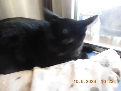 An adult small-sized female Domestic Short Hair cat named Bob for adoption in North Richland Hills, TX