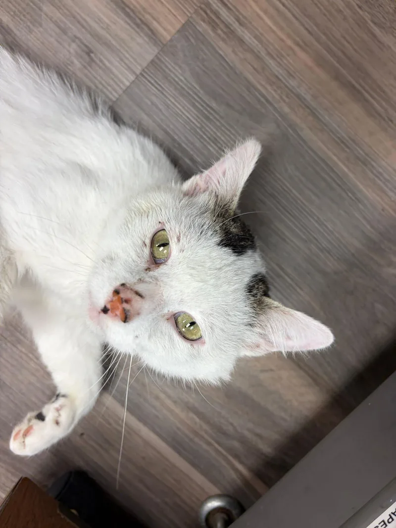 An adult large-sized male White Domestic Short Hair cat named Lester for adoption in Grand Forks, ND