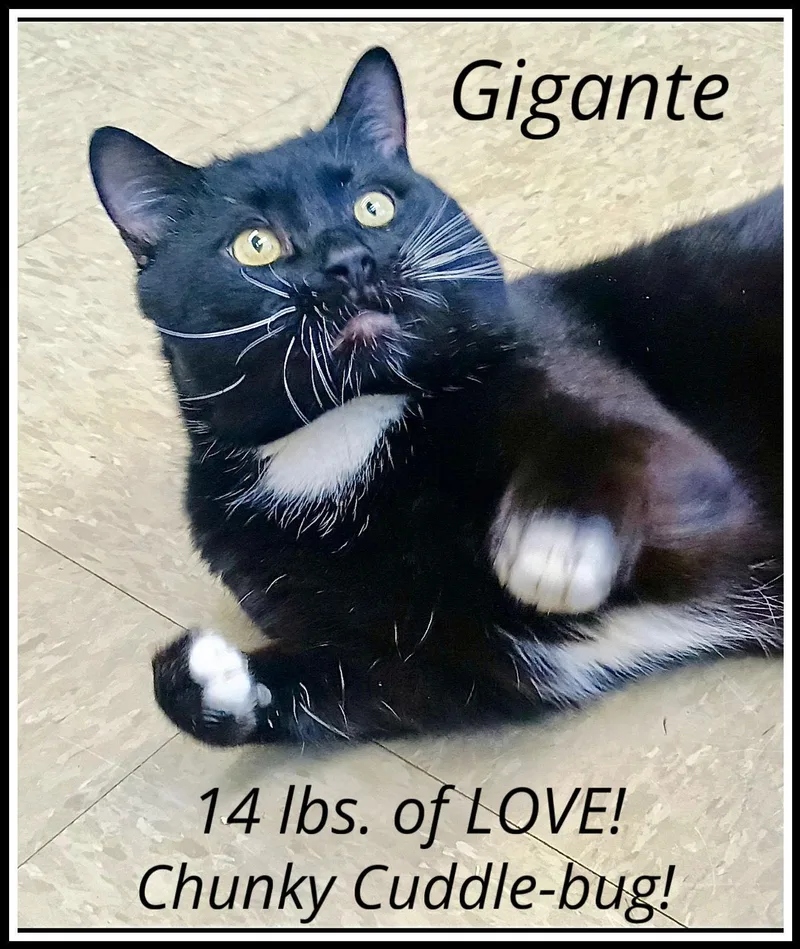 Gigantewillow Grove thumbnail 3