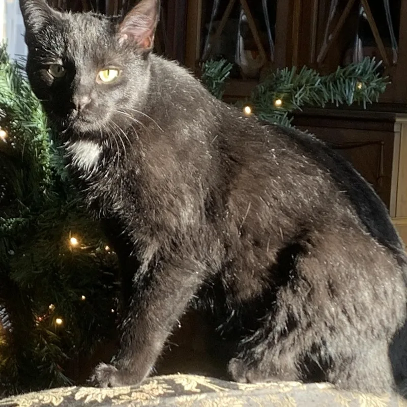 A young medium-sized female Black Domestic Short Hair cat named Snickerdoodle for adoption in Mokena, IL