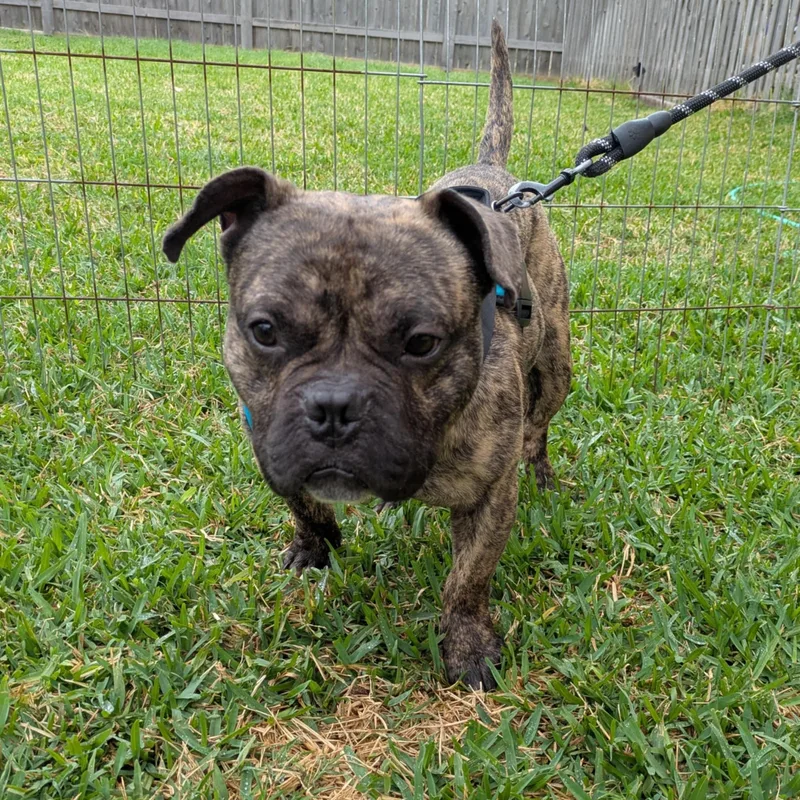 An adult medium-sized male Brindle French Bulldog dog named Bubba Tank for adoption in Round Rock, TX