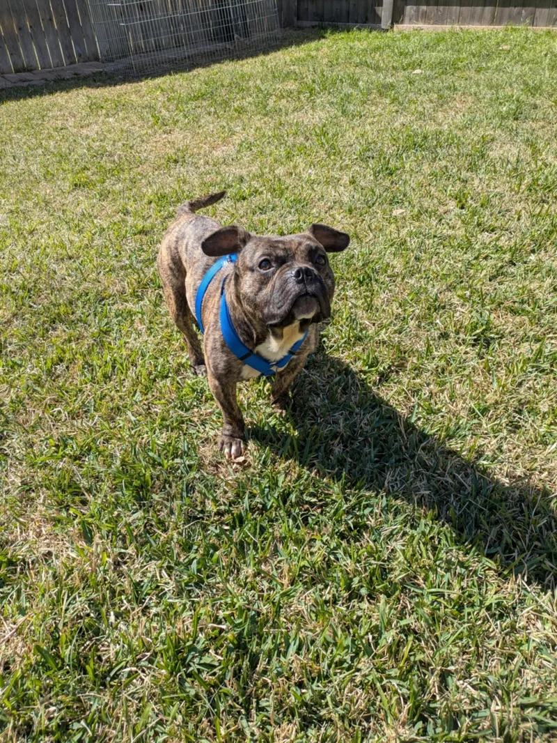 Bubba Tank thumbnail 3