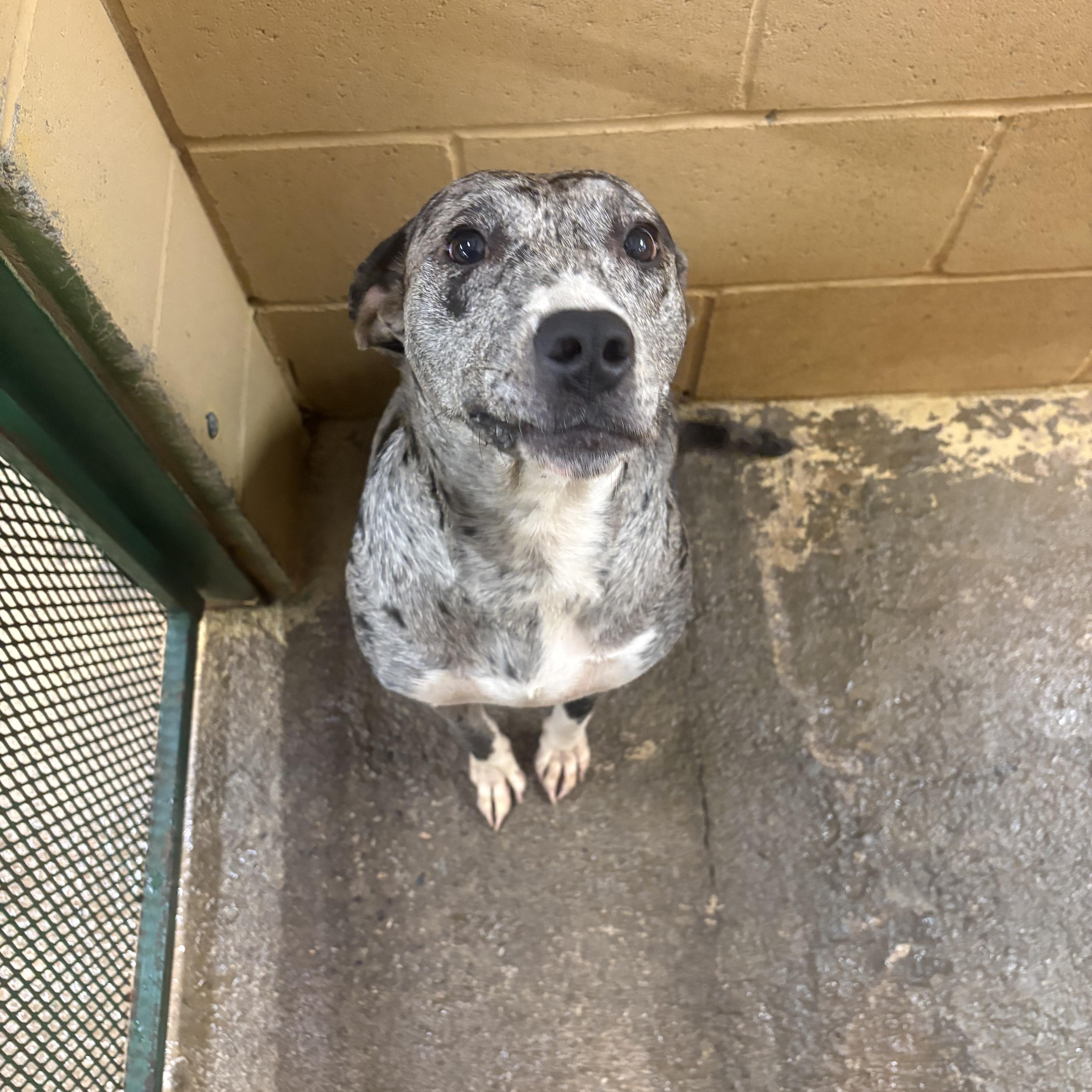 An adult medium-sized female Merle (Blue) Catahoula Leopard Dog named Velvet for adoption in Monticello, GA