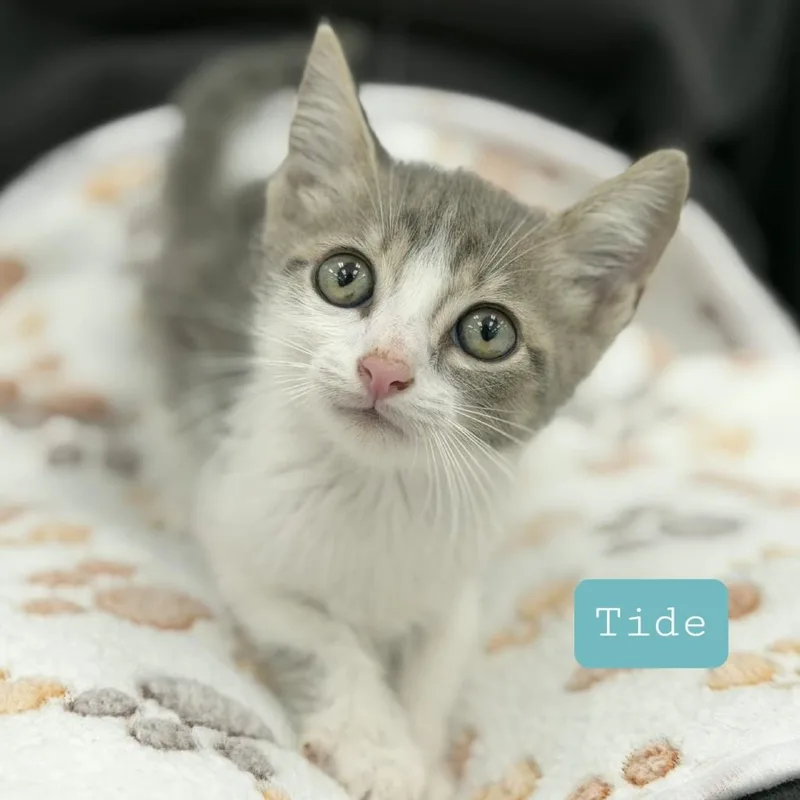 A young medium-sized male Gray & White Domestic Short Hair cat named Tide for adoption in miami, FL