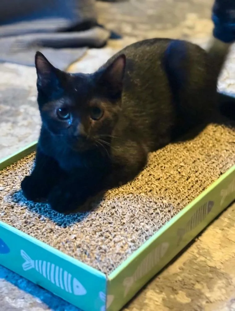 A baby small-sized female Black Domestic Short Hair cat named Angus for adoption in West Mifflin, PA