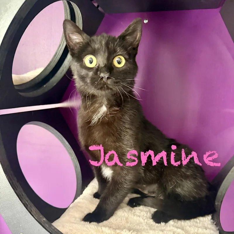 A baby medium-sized female Black Domestic Short Hair cat named Jasmine for adoption in Frewsburg, NY