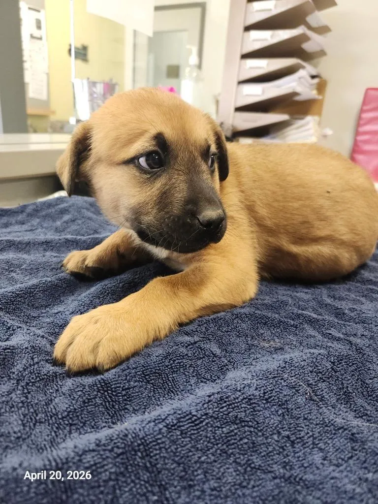 A baby large-sized male Mixed Breed dog named Gemini for adoption in Sapulpa, OK
