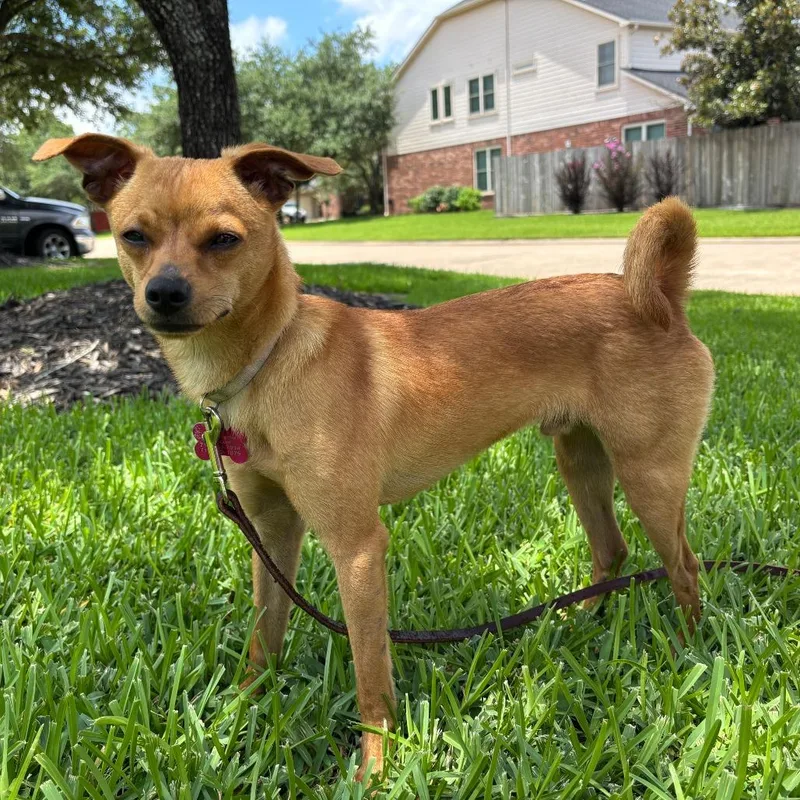 A young small-sized male Yellow / Tan / Blond / Fawn Chihuahua dog named Tom for adoption in Houston, TX