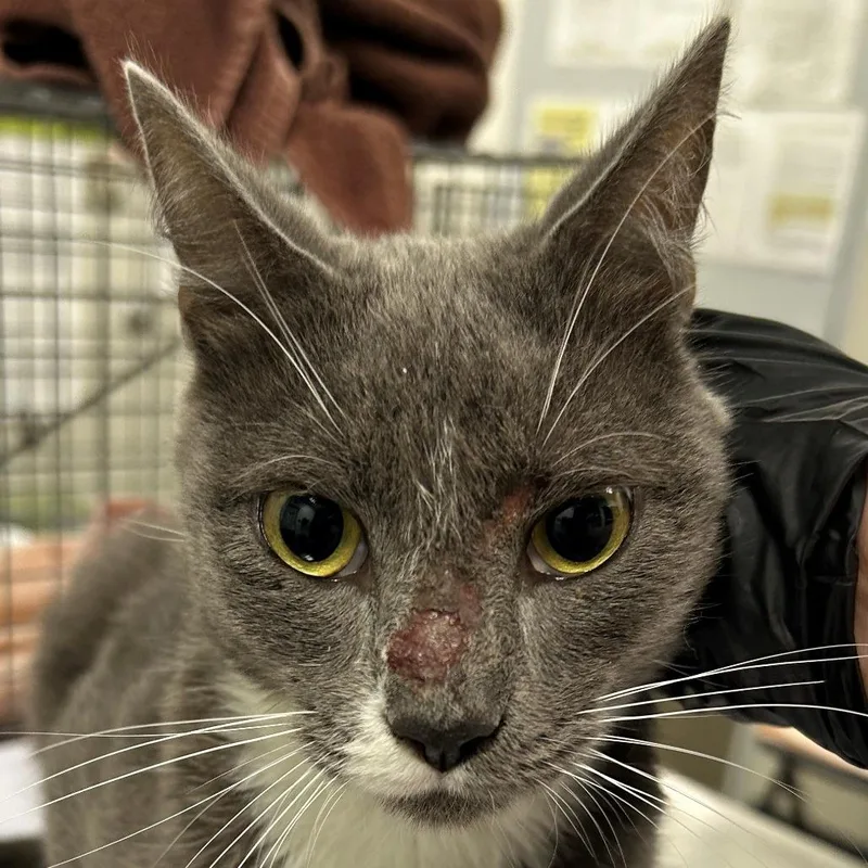 An adult medium-sized male Domestic Short Hair cat named Cooper for adoption in Las Cruces, NM