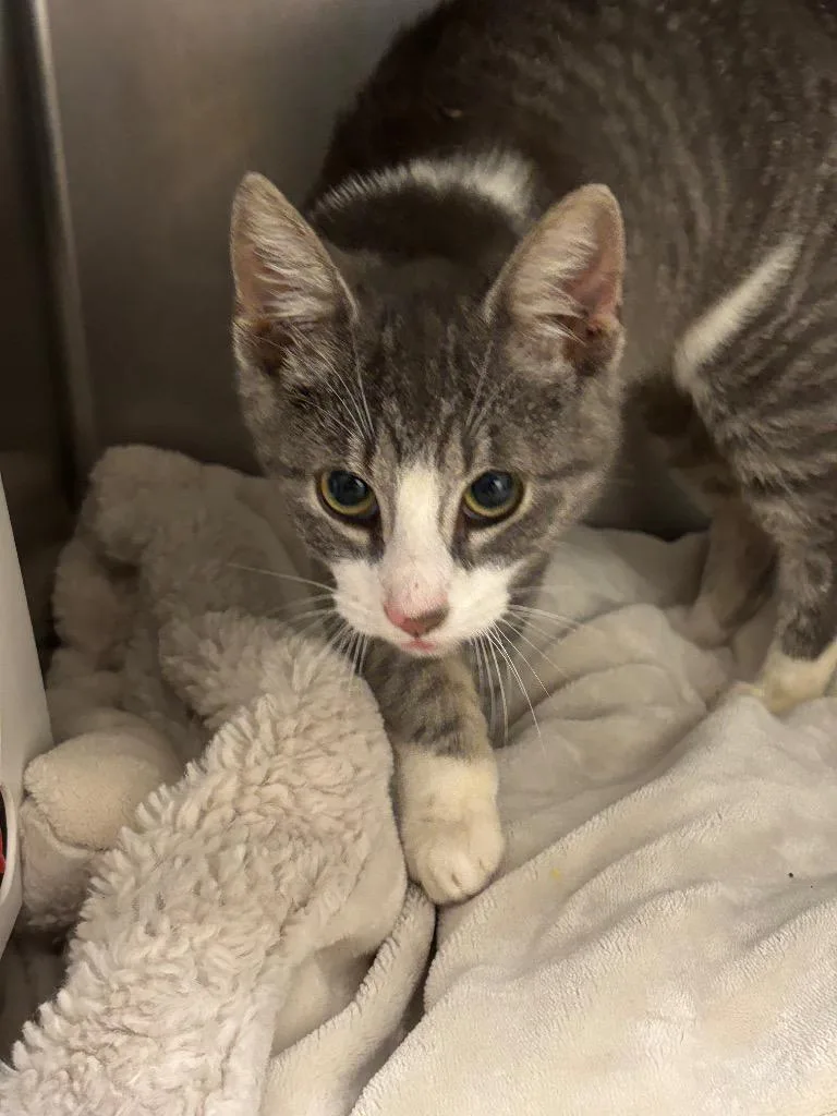 A baby small-sized female Domestic Short Hair cat named Gnocci for adoption in Liverpool, NY