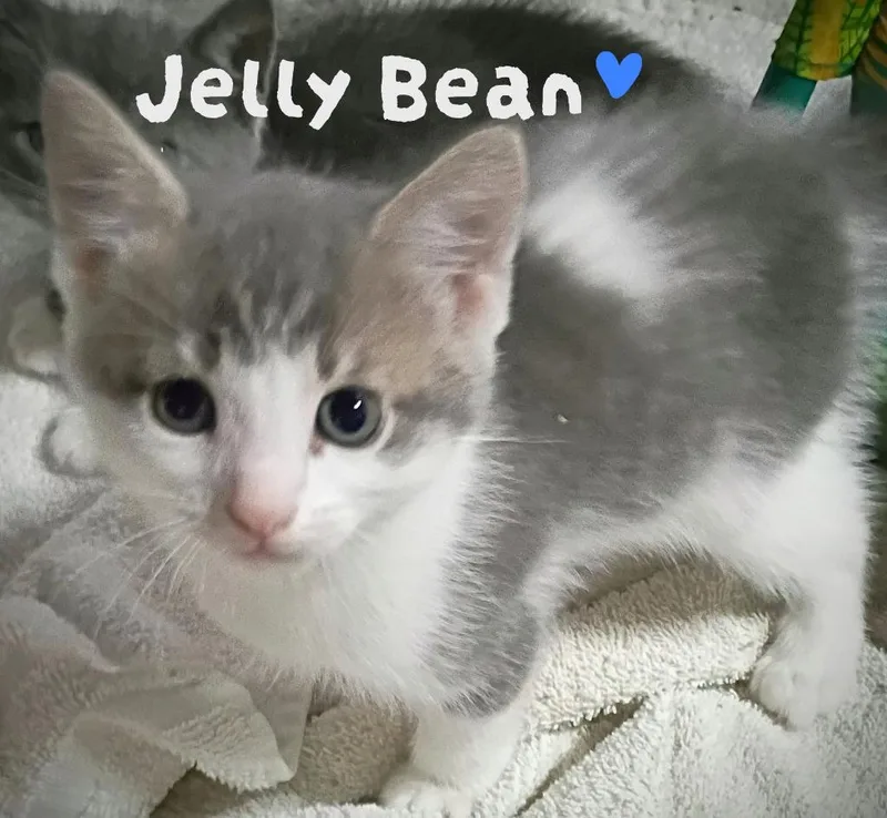 A baby medium-sized male Domestic Short Hair cat named Jelly Bean Candy for adoption in Parkville, MD