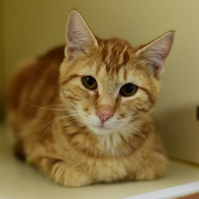 A baby medium-sized male Orange / Red Domestic Long Hair cat named Elmer for adoption in Idaho Falls, ID