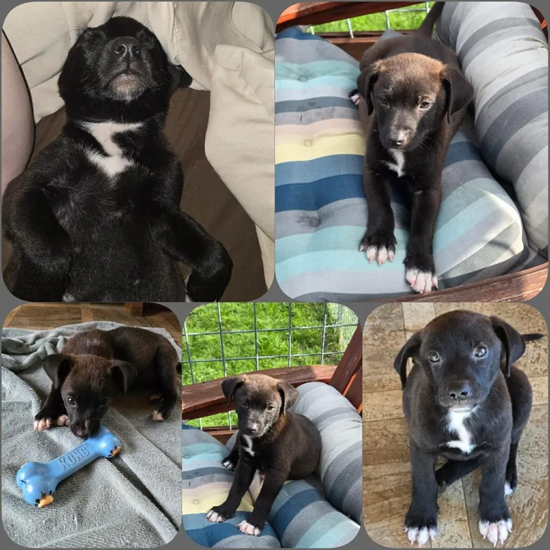 A baby small-sized male Mixed Breed dog named Aries for adoption in Rutherfordton, NC
